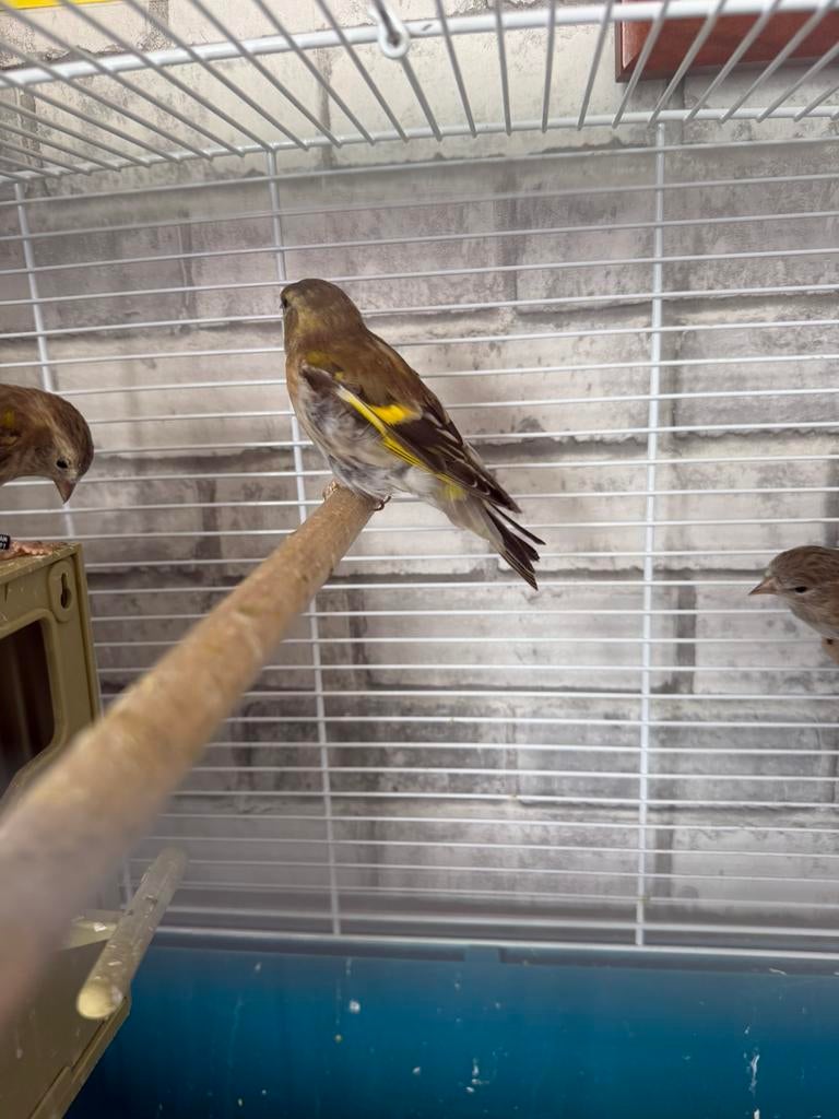 Sijs vogels te koop – 2 mannen en 2 poppen, Dieren en Toebehoren, Vogels | Parkieten en Papegaaien, Meerdere dieren