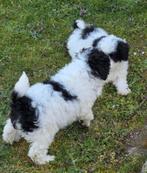 Dwergpoedels, Poedel, Parvo, België, 8 tot 15 weken