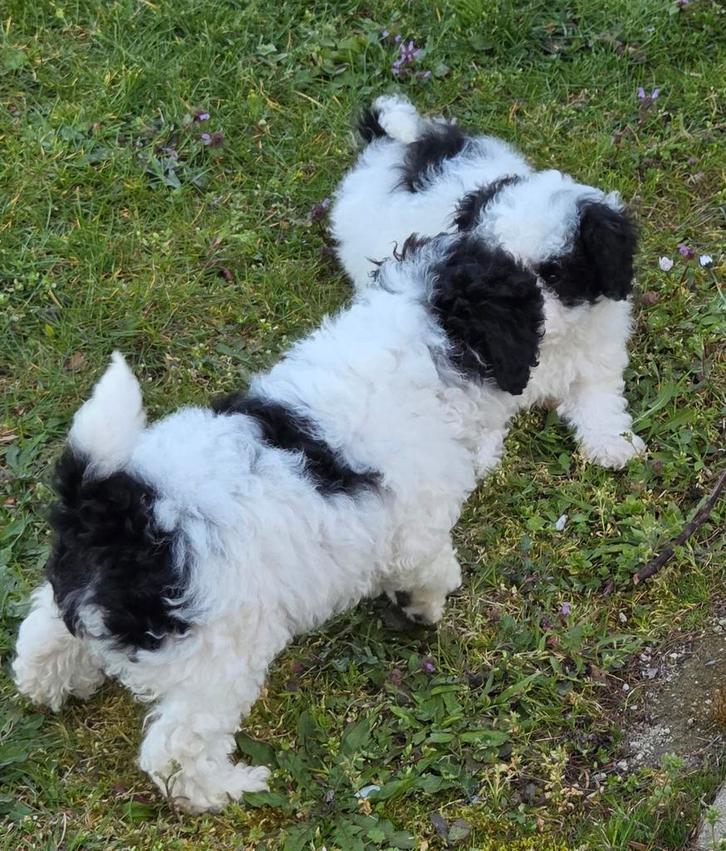 Dwergpoedels, Dieren en Toebehoren, Honden | Chihuahua's en Gezelschapshonden, Teef, Poedel, Fokker | Professioneel, Meerdere