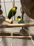 Koppel agapornis, Dieren en Toebehoren