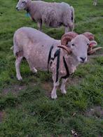 Wiltshire horn dekram te koop met stamboom