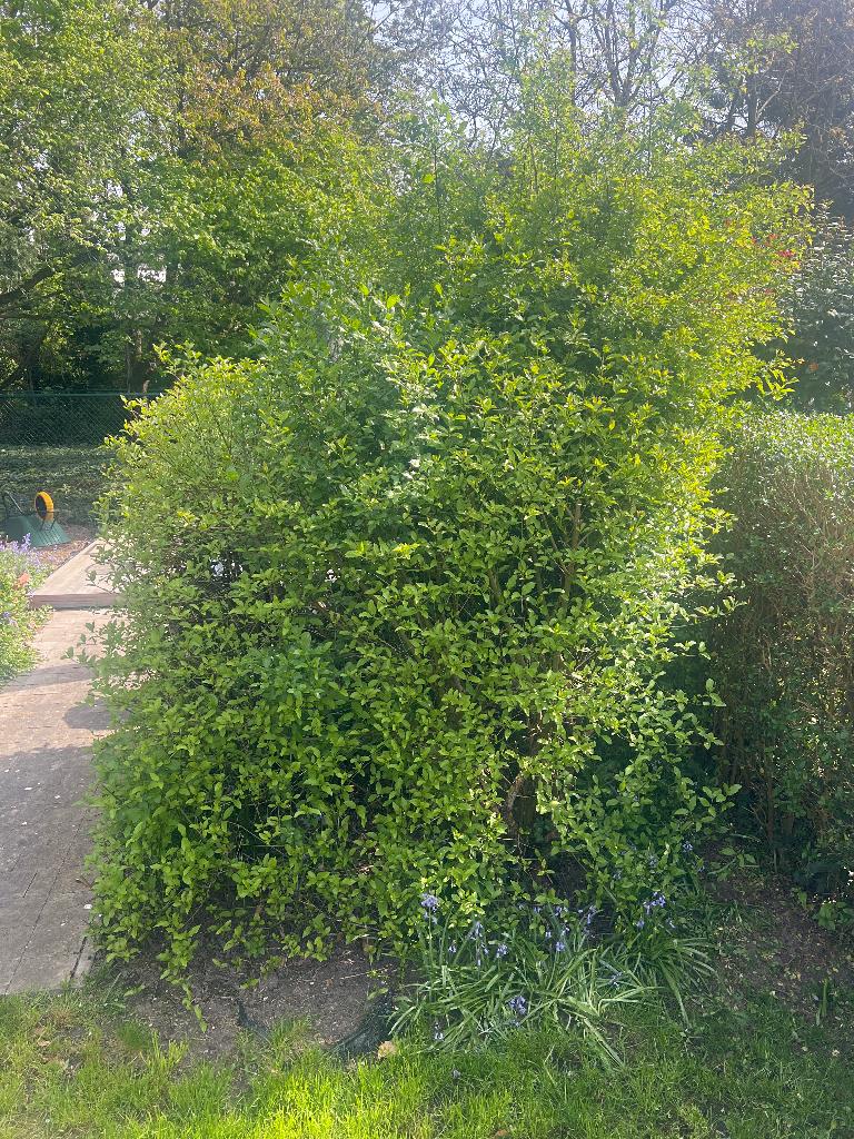 Struiken en planten - Meidoorn en Kornoeltje, Ophalen, Overige soorten, Struik, 100 tot 250 cm