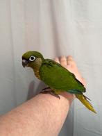 Pyrrhura frontalis/fallow eam, Perroquet