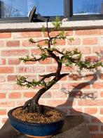 If bonsaï de format moyen, Enlèvement