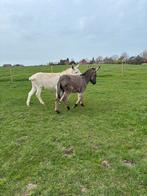 2 mini ezel hengstjes