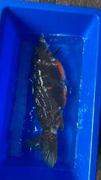 Koi karper, Karper of Koi