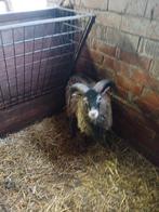 Soyah, Dieren en Toebehoren