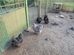 Trio Cochin Groothoender, Dieren en Toebehoren, Pluimvee, Meerdere dieren, Kip