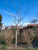 NOTELAAR  Gratis., Ophalen