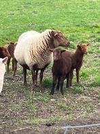2 ooien met 4 lammetjes, Animaux & Accessoires, Moutons, Chèvres & Cochons, Plusieurs animaux, Mouton, 0 à 2 ans