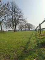 Allrounder gezocht!, Dieren en Toebehoren, Paarden, Springpaard, B, Ruin, 170 tot 175 cm