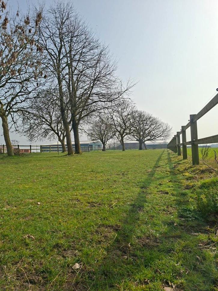 Allrounder gezocht!, Dieren en Toebehoren, Paarden, Ruin, B, 170 tot 175 cm, 7 tot 10 jaar, Springpaard