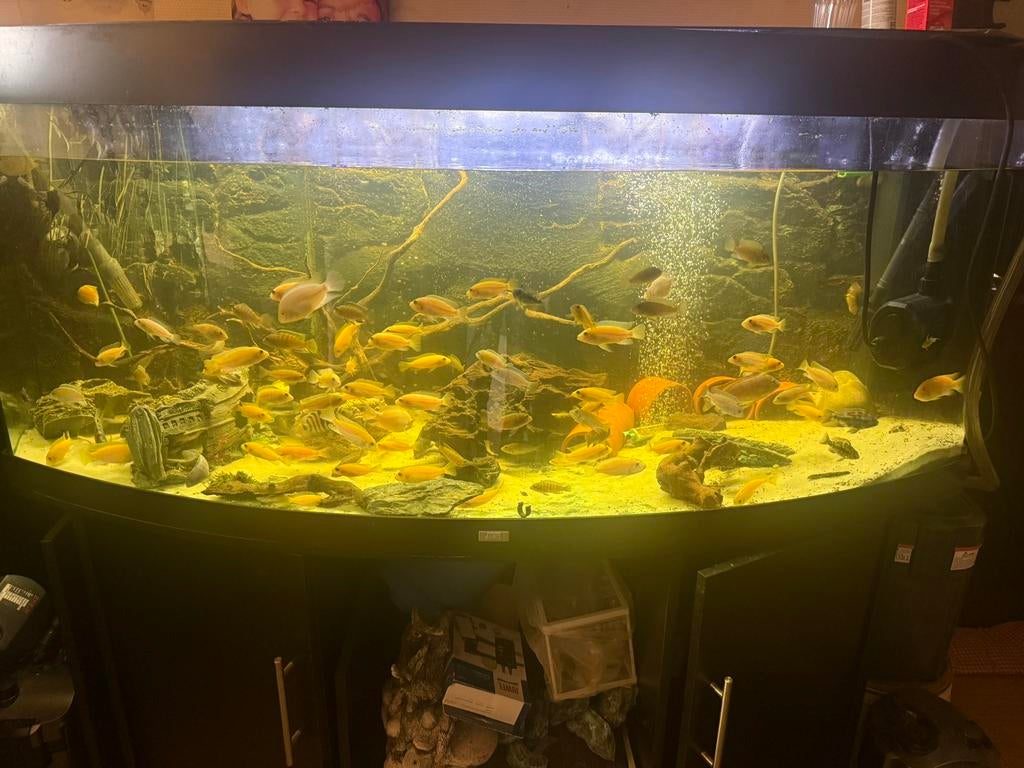 Aquarium 450 liter met vissen en toebehoren, Ophalen, Zo goed als nieuw