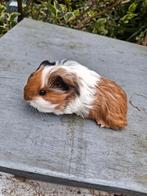 lang-, kort- en krulharige cavia's, Dieren en Toebehoren, Knaagdieren, Januari, Meerdere dieren, Cavia