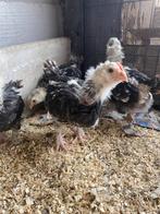 Faverolles haantjes 4stuks, Dieren en Toebehoren, Pluimvee, Mannelijk, Kip