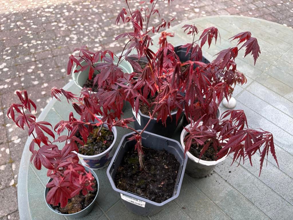 Japanse esdoorn / Acer Palmatum, Tuin en Terras, Planten | Tuinplanten, Vaste plant, Overige soorten, Halfschaduw, Bloeit niet