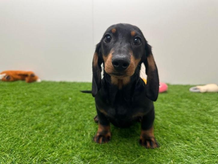 Chiots adolescents Teckel standard, Animaux & Accessoires, Chiens | Teckels & Bassets, Chien (mâle), Poils courts, Standard, Éleveur | Professionnel