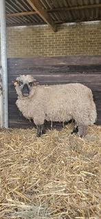 Shropshire ramlam, Dieren en Toebehoren