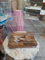 Cage avec mâle de canaris, Enlèvement