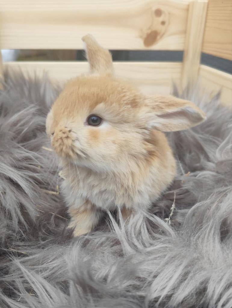 Franse hangoor, Dieren en Toebehoren, Konijnen, Mannelijk, Groot, Hangoor, 0 tot 2 jaar