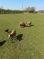 Kameroen bokje, Animaux & Accessoires, Mâle, Mouton, 0 à 2 ans