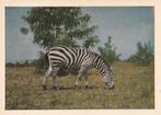 CHROMO - GRANT ZEBRA, Collections, Envoi, Comme neuf, Animal, Gravure