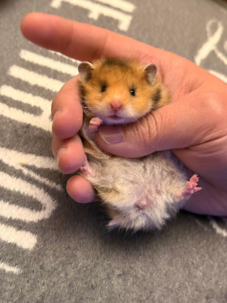 Hamster doré Hamster syrien à poil long, Animaux & Accessoires, Hamster, Février, Domestique, Femelle