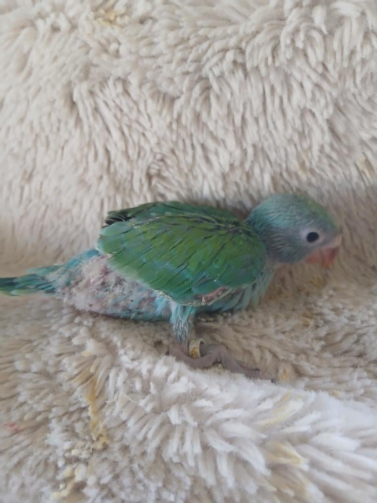 Halsbandparkiet voor hand opfok, Geringd