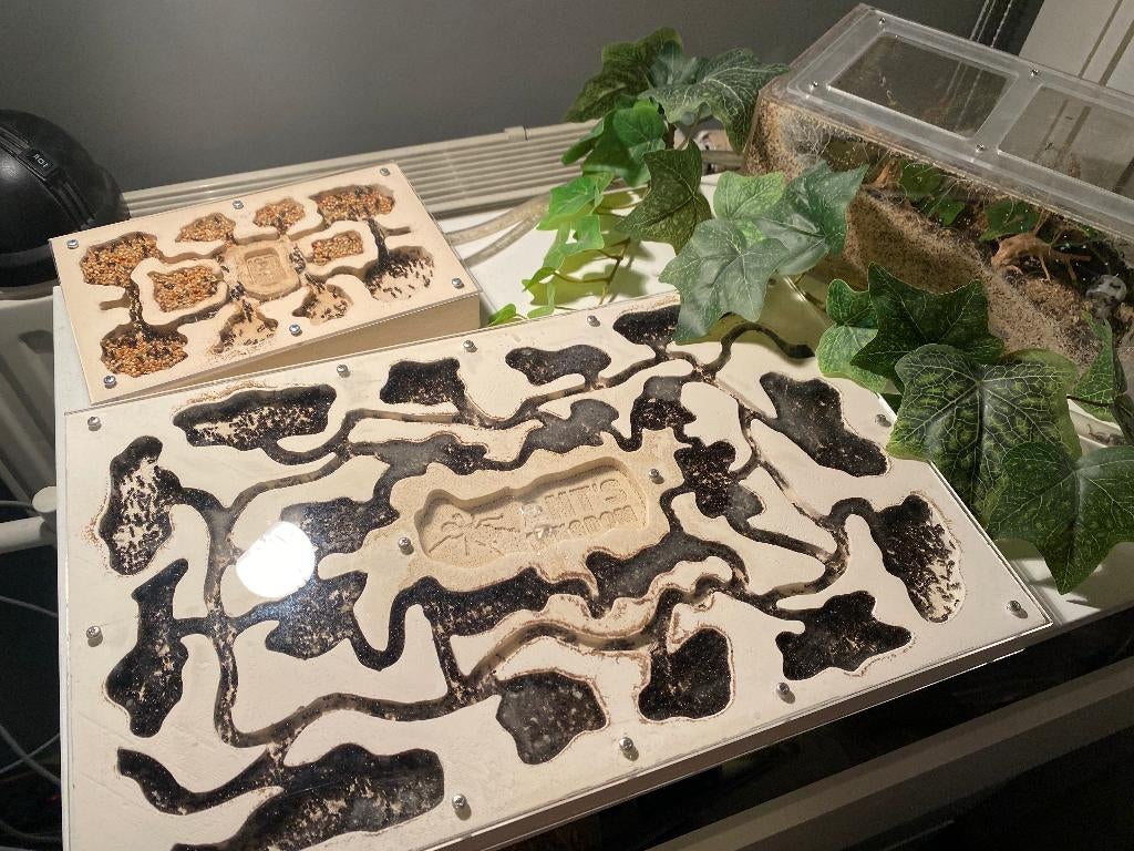 Mierenkolonie 1000+ werksters Messor Barbarus, Dieren en Toebehoren, Insecten en Spinnen, Mieren