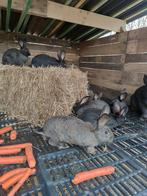 Viande de lapin, Animaux & Accessoires, Moutons, Chèvres & Cochons