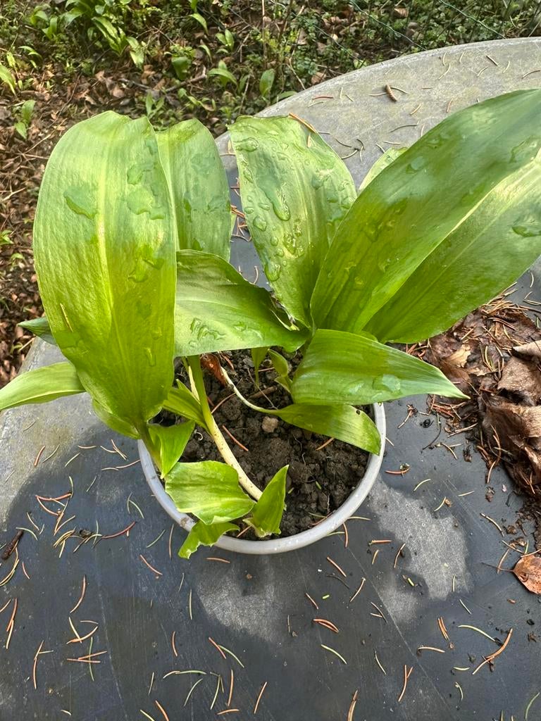 Plantes aromatiques, Enlèvement
