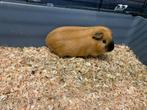 Cavia’s vrouwtjes., Animaux & Accessoires, Août, Domestique, Cobaye, Femelle
