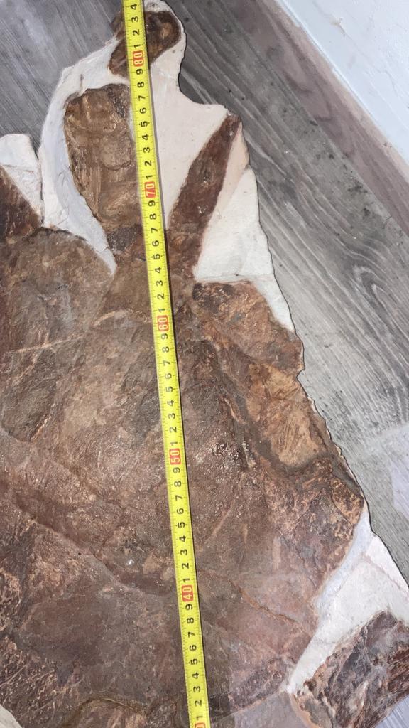 Carapace tortue complète, Collections, Minéraux & Fossiles, Fossile, Enlèvement ou Envoi