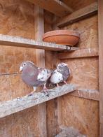 Mooie koppel postduiven (30€per stuk), Dieren en Toebehoren, Vogels | Duiven