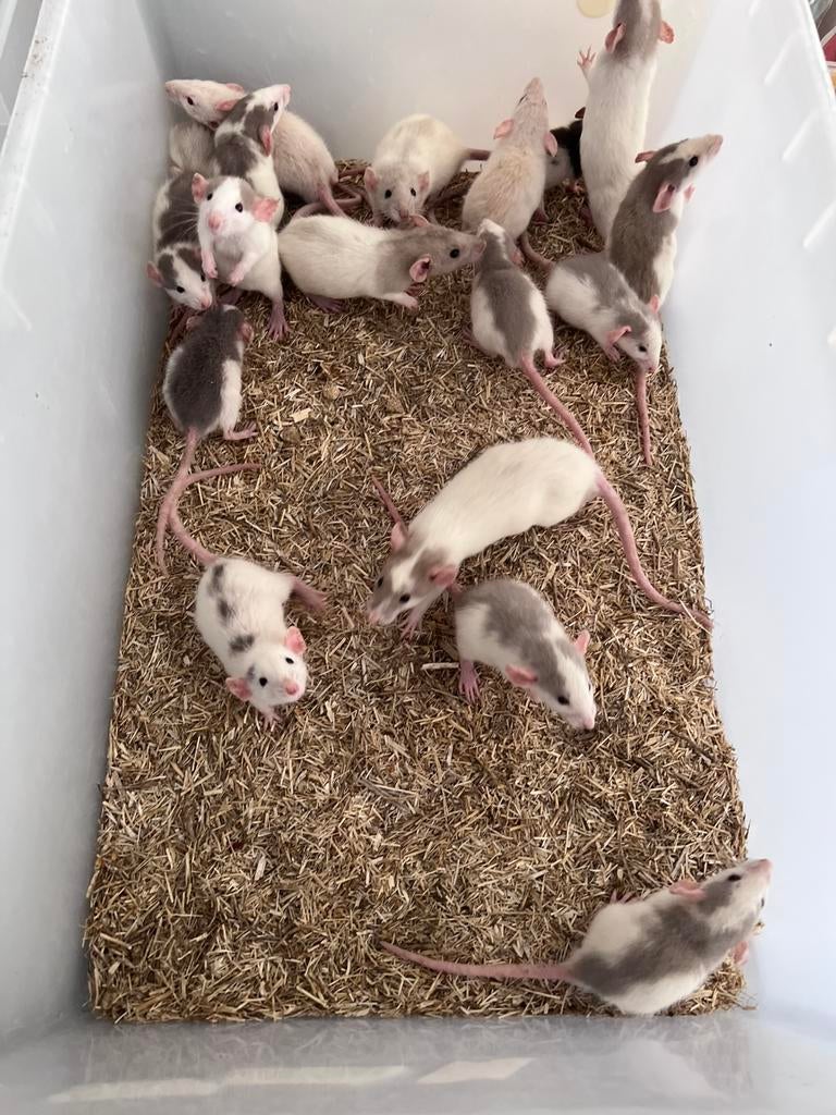 Baby Dumbo Ratten, Dieren en Toebehoren, Knaagdieren, Mannelijk, Rat, Maart, Tam