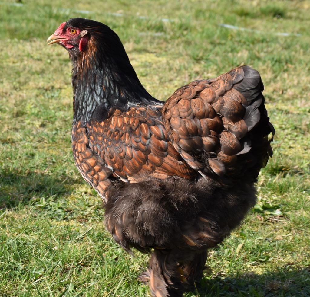 Œufs à éclore de Brahma, grosse volaille ourlée d'un noir do