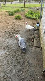 Eenden, Vrouwelijk, Eend