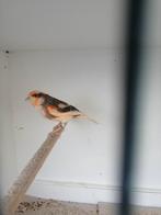 Harlekijn 20 euro mannen, Dieren en Toebehoren, Vogels | Kanaries, Mannelijk, Kleurkanarie