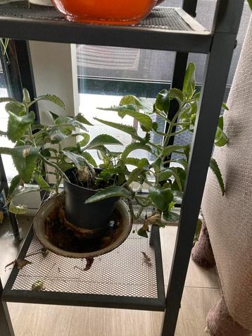 Gratis plantjes ‘ mother of thousands’ beschikbaar voor biedingen