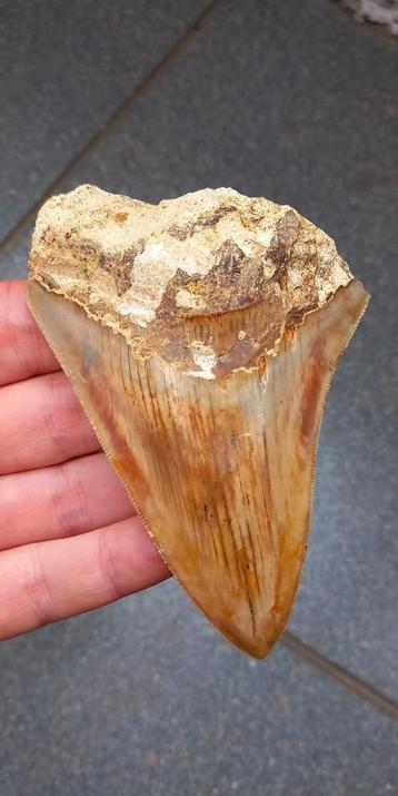 Megalodon haaientand 10,6 cm fossiel Indonesië beschikbaar voor biedingen