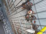 5 kppls zebravinken 40€, Meerdere dieren, Bastaard