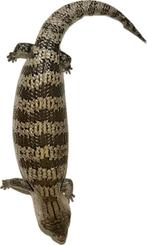 Tiliqua sp. Irian Jaya