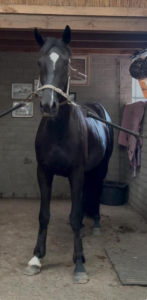 Zwarte merrie Wathou, Dieren en Toebehoren, Paarden, Merrie, Zadelmak, 165 tot 170 cm, 3 tot 6 jaar, Dressuurpaard, Met stamboom
