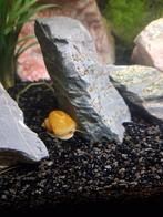 Gele appelslakken, Dieren en Toebehoren, Vissen | Aquariumvissen