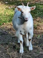 Kempense geit en bok, Dieren en Toebehoren, Geit