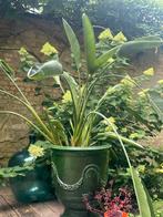 Paradijsvogel plant, Huis en Inrichting, Kamerplanten, Ophalen