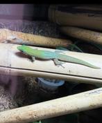 Phelsuma laticauda, Dieren en Toebehoren, Reptielen en Amfibieën, Hagedis, 0 tot 2 jaar