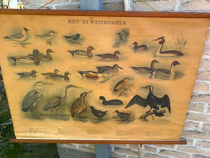 Schoolplaat Riet en Watervogels, Antiek en Kunst, Antiek | Schoolplaten, Natuur en Biologie, Ophalen