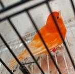 Kanaries, Animaux & Accessoires, Oiseaux | Canaris