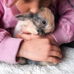 3 schattige baby konijntjes te koop, Dieren en Toebehoren, Konijnen